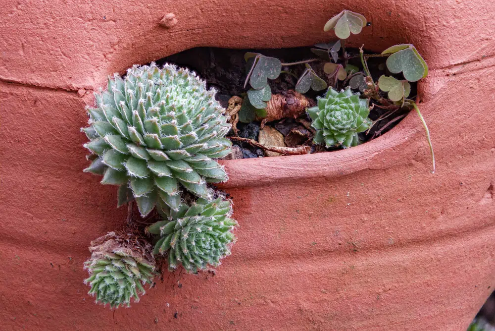 50 tipos populares de suculentas: Gallinas y pollitos (Sempervivum  tactorum) - Sucumania